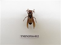 藏品(黃腰虎頭蜂)的圖片